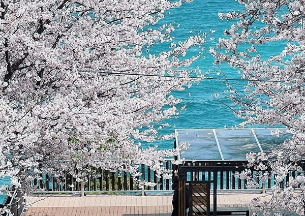 '벚꽃과 바다를 한 눈에' 장승포 해안 벚꽃축제 개최